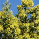 a quelle date fleurit le mimosa