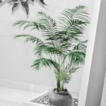 areca areca
