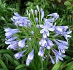 agapanthe agapanthe