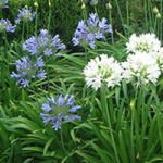 agapanthus