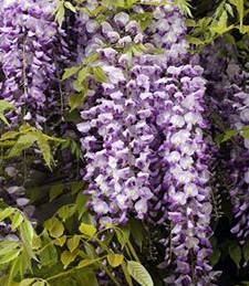 a quelle periode planter une glycine