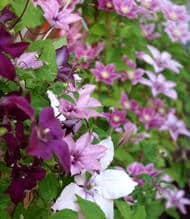 a quelle periode planter une clematite