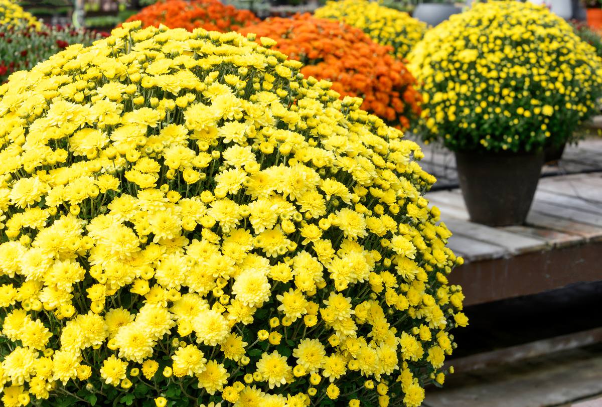 Chrysanthème plantation, culture et entretien des chrysanthèmes