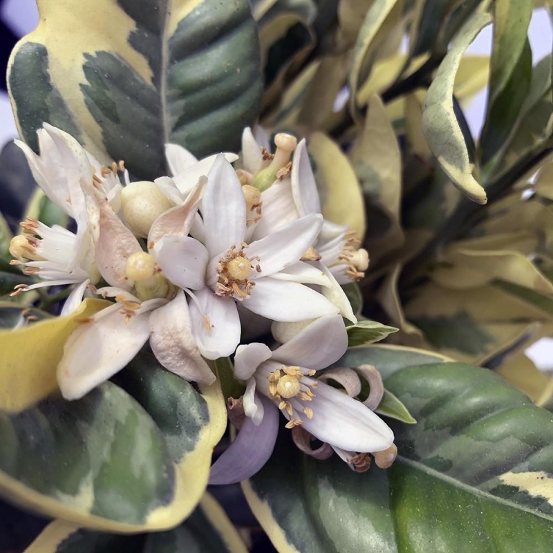 ORANGER PANACHE | Citrus sinensis Variegata