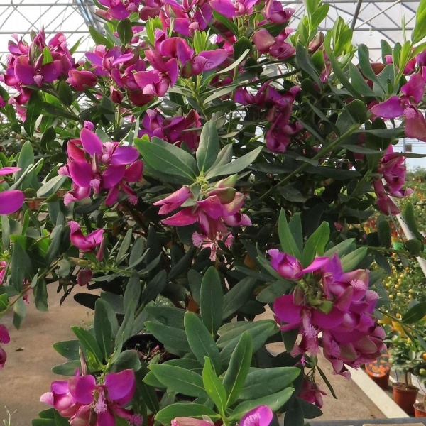 Polygale à feuilles de Myrte | Polygala