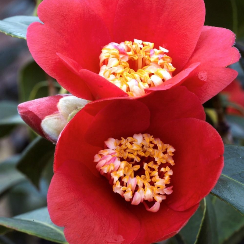 Camélia 'Kimberley'