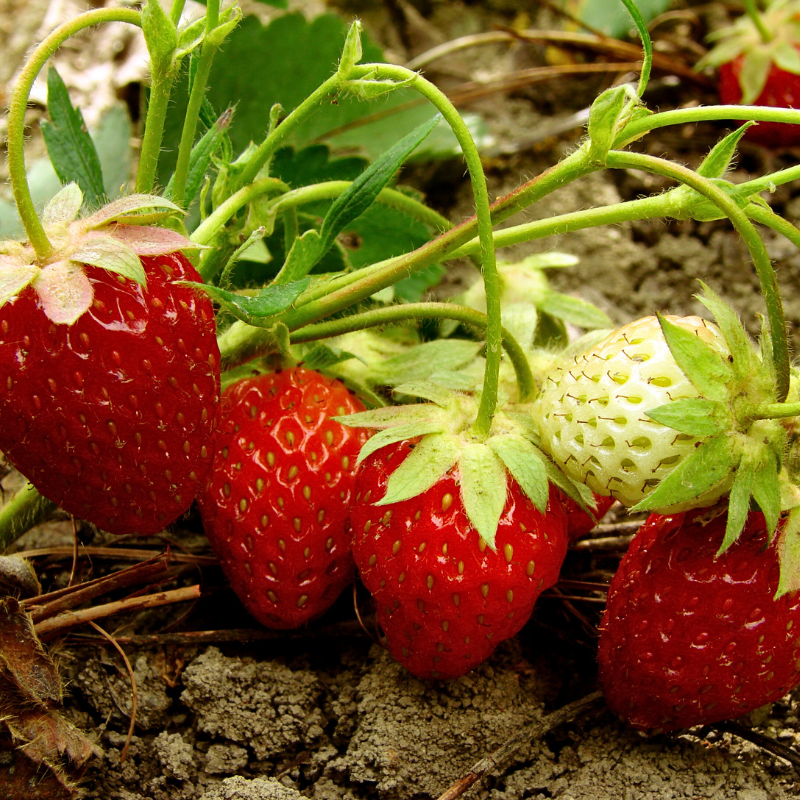 3 plants Fraisier cirafine remontant motte 7cm
