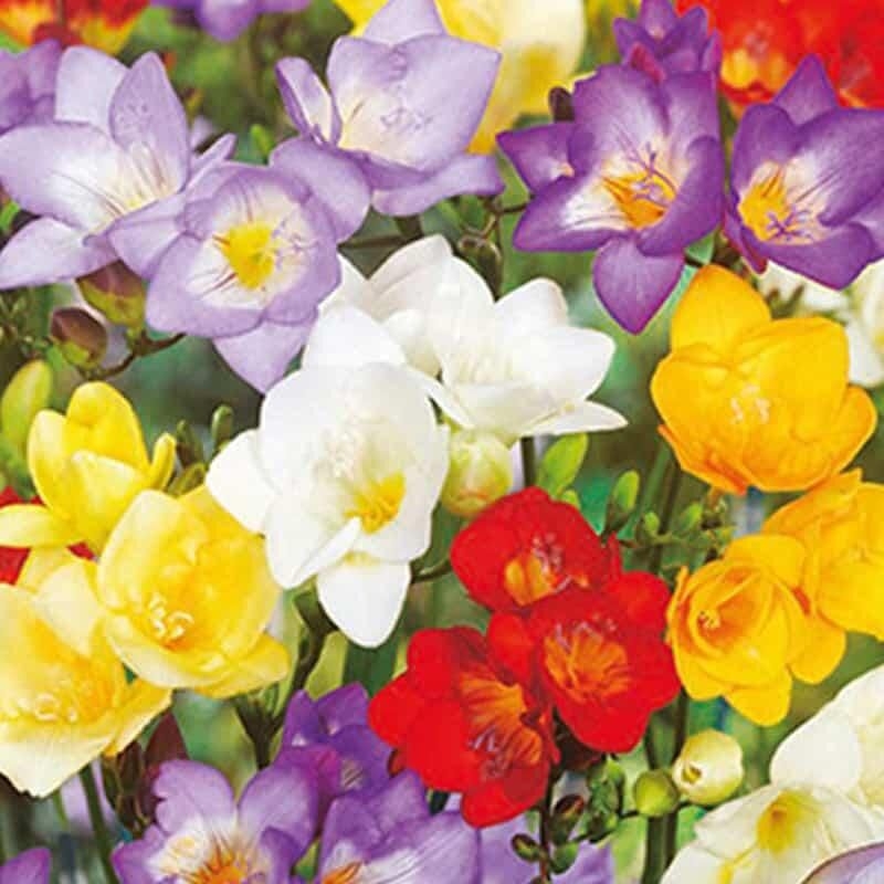 15 bulbes FREESIAS SIMPLE MIX