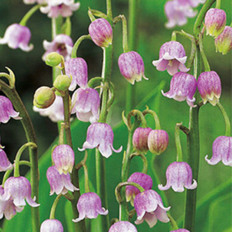 1 bulbe muguet de mai rose