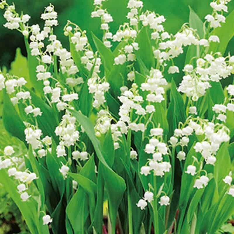 10 Muguets Convallaria Majalis