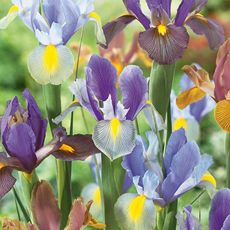 Mélange de 30 IRIS TIGER