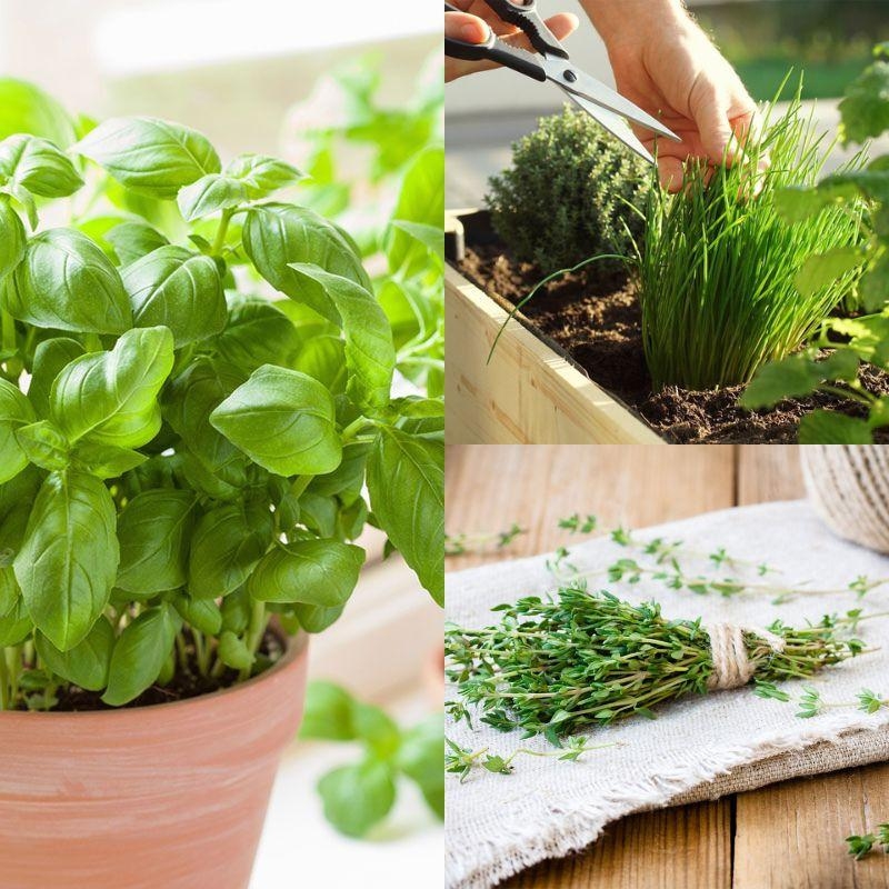 Plants Basilic Ciboulette Thym Pot 1,5L