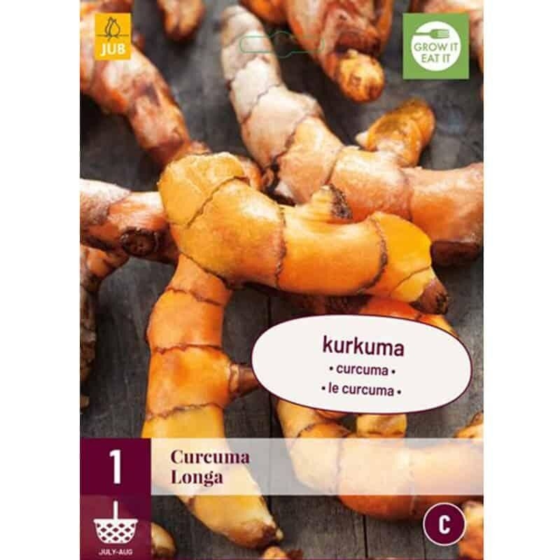 1 plant de Curcuma Longa