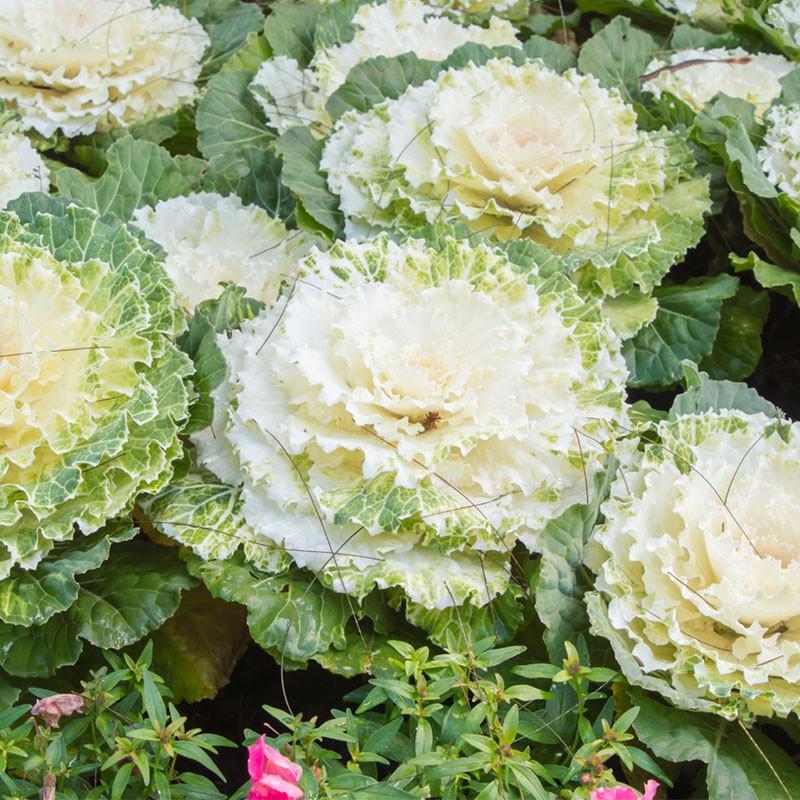 6 plants Batavia Blonde Florine Motte 4cm