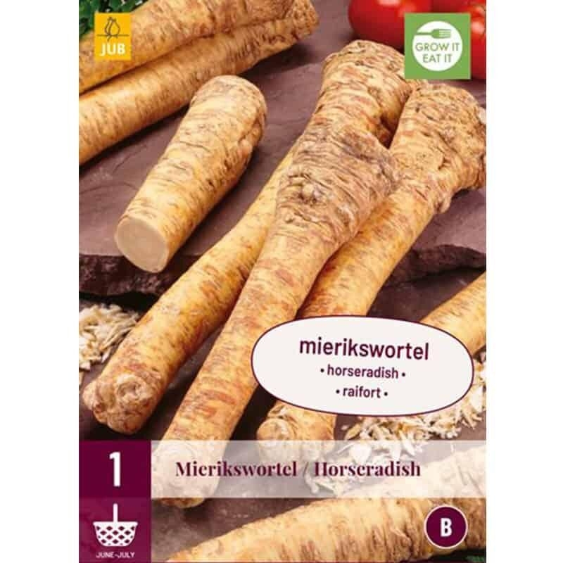 1 plant de Raifort - Armoracia Rusticana