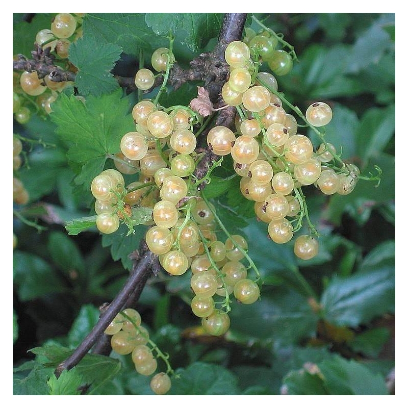 Ribes rubrum 'Witte Hollander' - Groseillier à grappes blanches