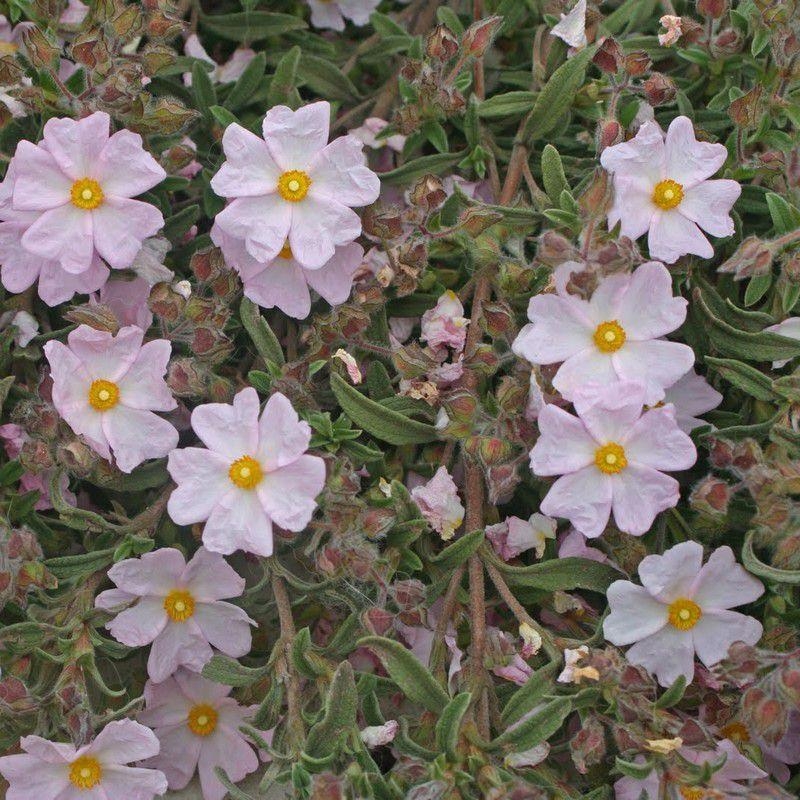 Cistus skanbergii - Ciste argenté rose pâle - Rose du soleil