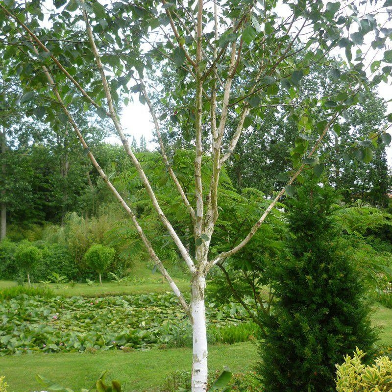 Betula utilis 'Dorenboos' - Bouleau de l'Himalaya issu de GREFFE