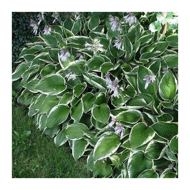 Hosta fortunei 'Francee' - Hosta panachée
