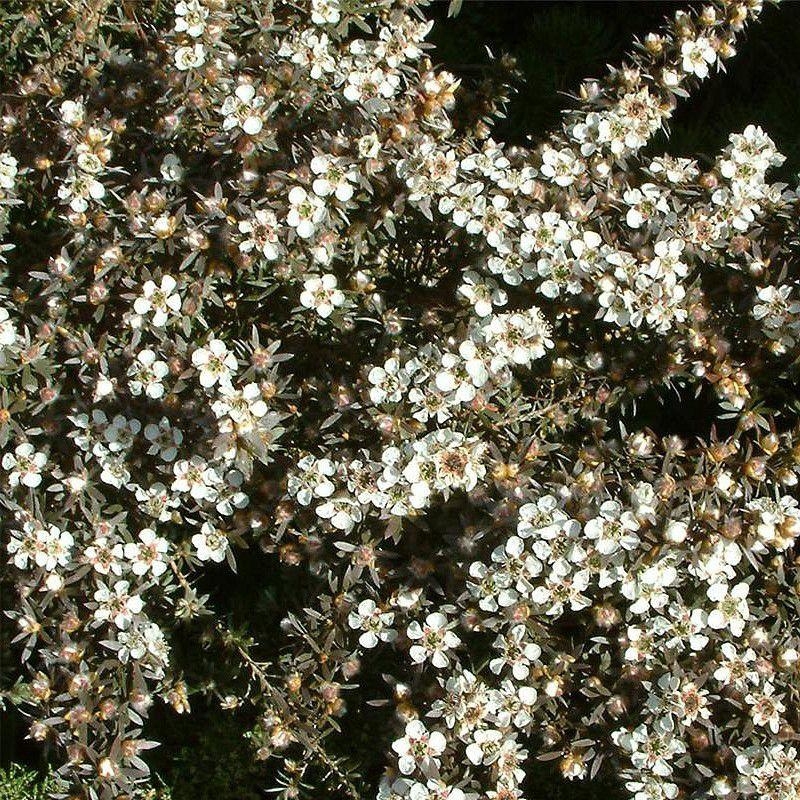 Leptospermum lanigerum 'Silver Sheen' - Faux myrtes blanc argenté - Arbre à thé de Nouvelle-Zélande