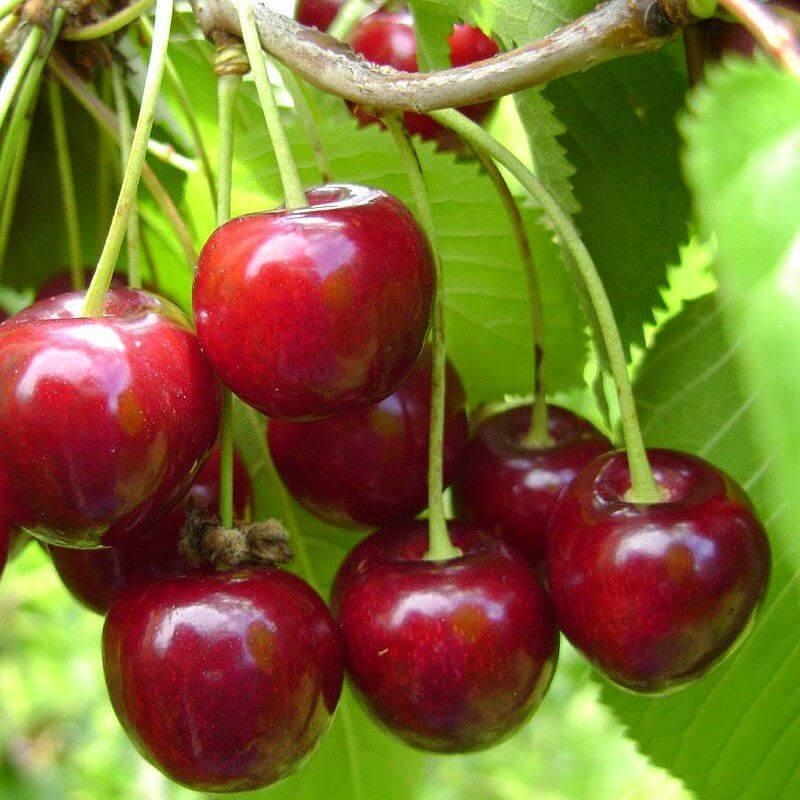 Cerisier Bigarreau 'Hedelfingen' - Vente Prunus cerasus 'Géant d'Hedelfingen'