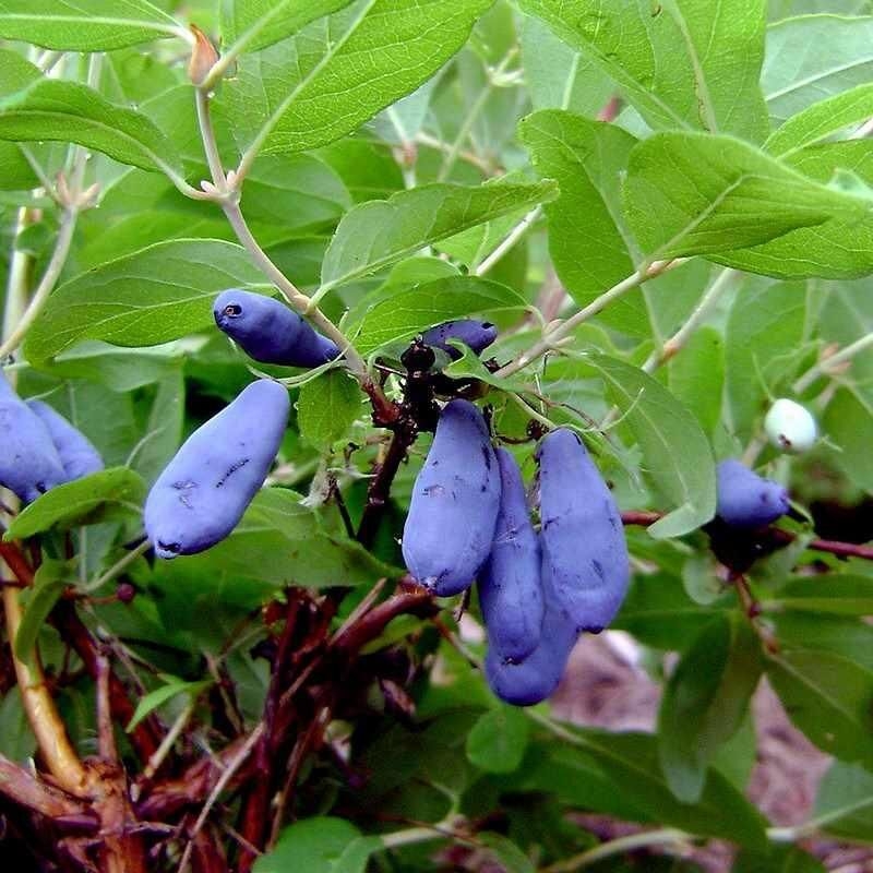 Lonicera kamtschatica 'Blue Velvet' - Baie de mai pruineuse