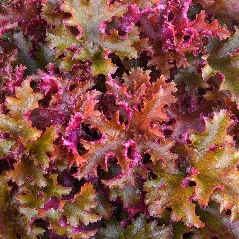 Heuchera 'Ginger Peach'® - Heuchère pêche