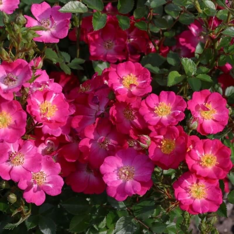 Rosa Urban Streetlight® 'Lupo' - Rosier hybride Kordes à petites fleurs simples