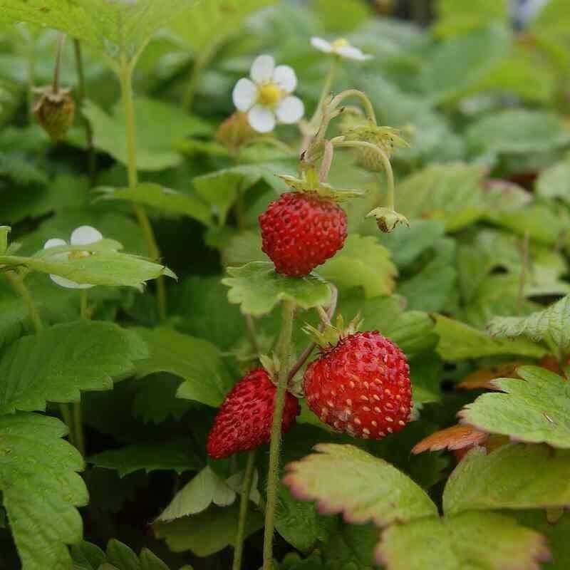 Fragaria vesca 'Rügen' - Fraise goût Mara des bois