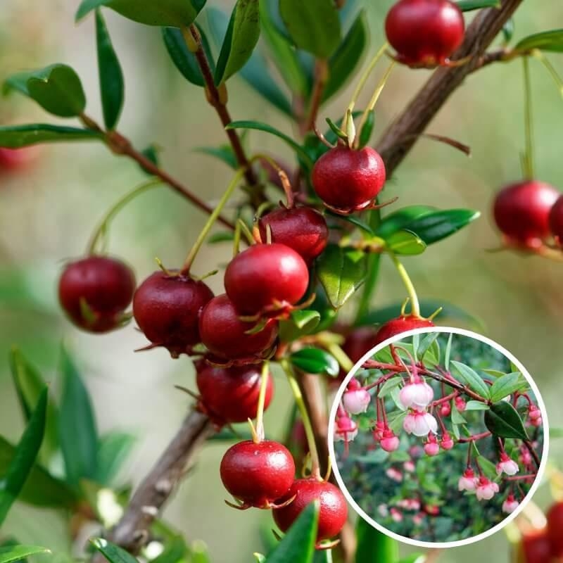 Ugni molinae 'Butterball' - Myrte aux fraises du Chili