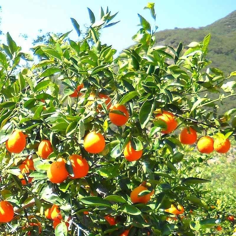 Citrus tangelo 'Minneola' - Agrume hybride de tangerine et pomelo
