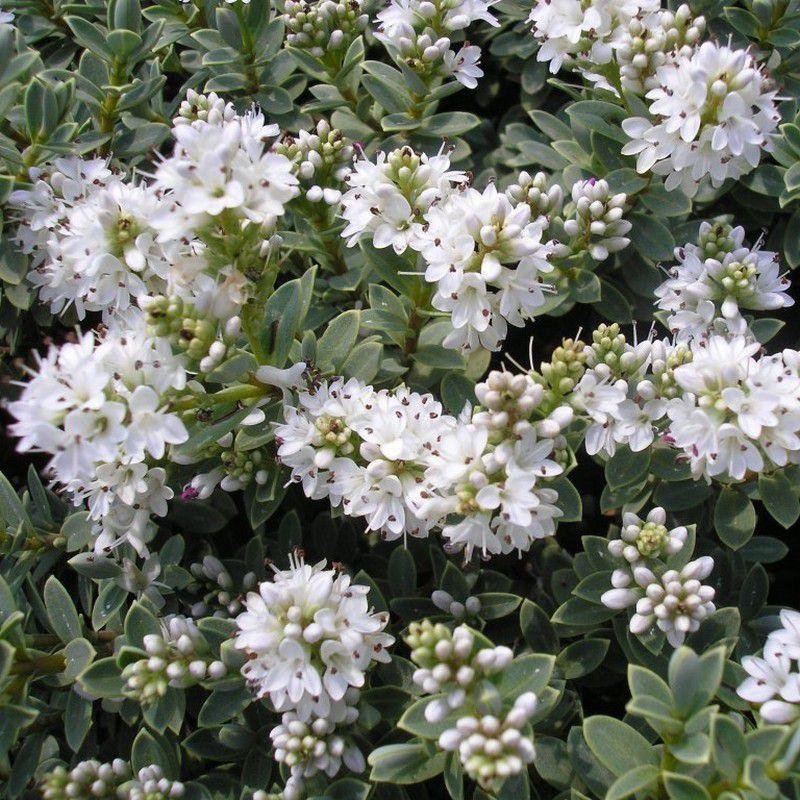 Hebe pinguifolia 'Pagei' - Véronique blanche - Hébé naine