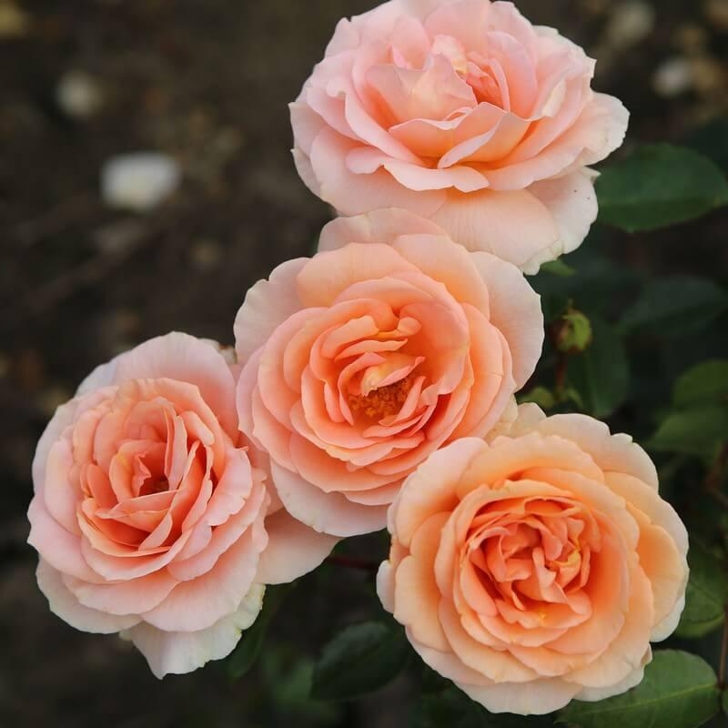 Rosa Rigo Rosen® 'Impala' - Rosier hybride Kordes - Fleurs doubles orange clair