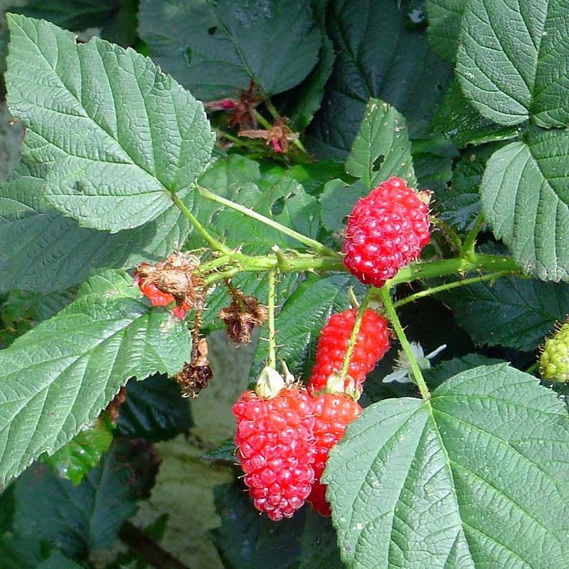 Rubus loganobaccus ‘Loganberry’ - Mûrier framboise - Ronce grimpante