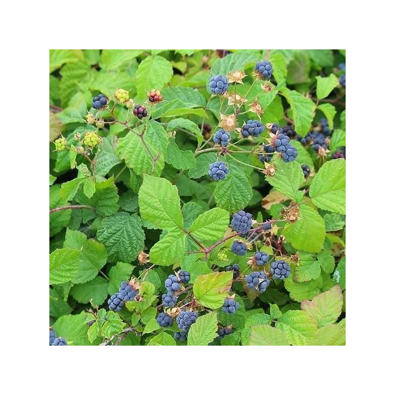 Rubus caesius - Ronce bleue
