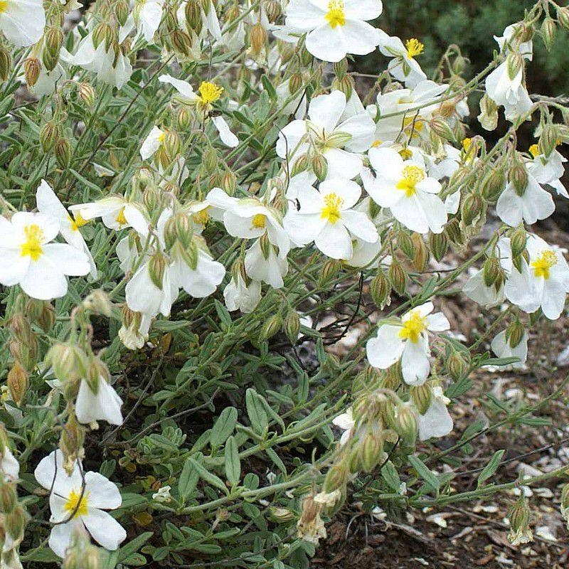 Helianthemum 'The Bride' - Helianthème blanc