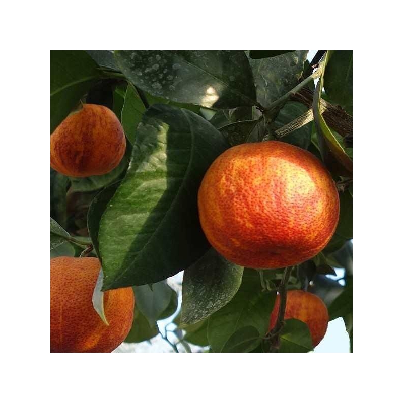 Citrus meyeri var. Sanguine - Citronnier de Meyer sanguin
