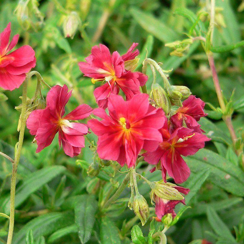 Helianthemum 'Cerise Queen' - Helianthème rouge