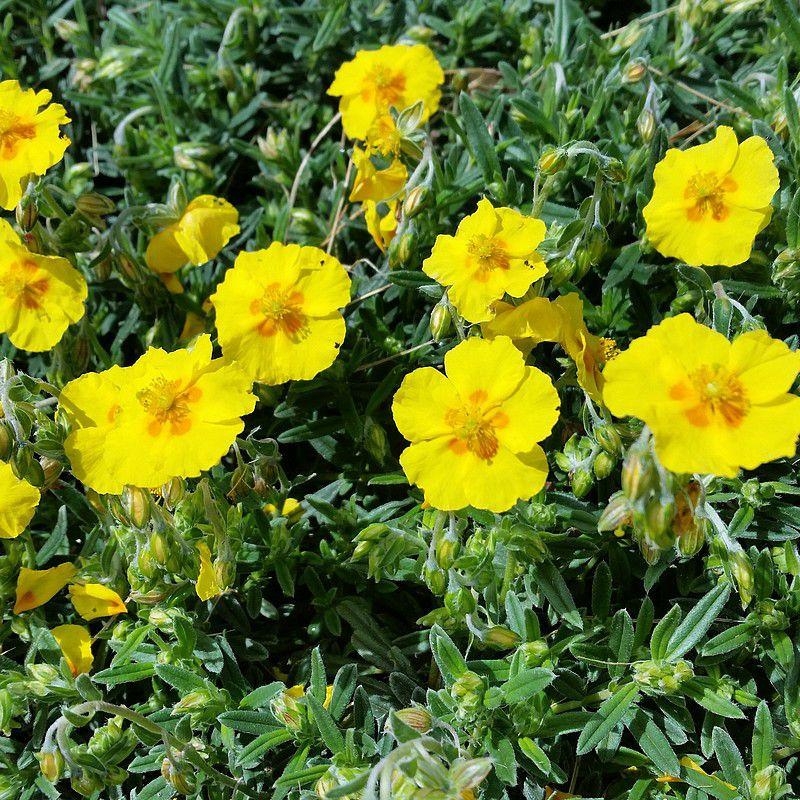 Helianthemum 'Golden Queen' - Helianthème jaune