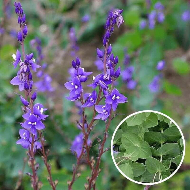 Parahebe 'Perfoliata' - Derwentia - Véronique à feuilles d'Eucalyptus