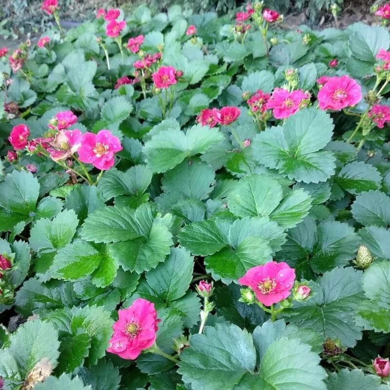 Fragaria ananassa 'Summer Breeze Rose' F1 à fleurs roses - Fraise