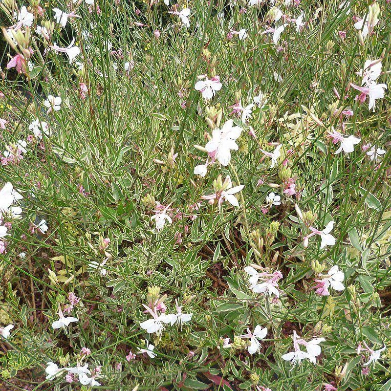 Gaura lindheimeri 'Corrie's Gold' - Gaura panaché vivace blanc