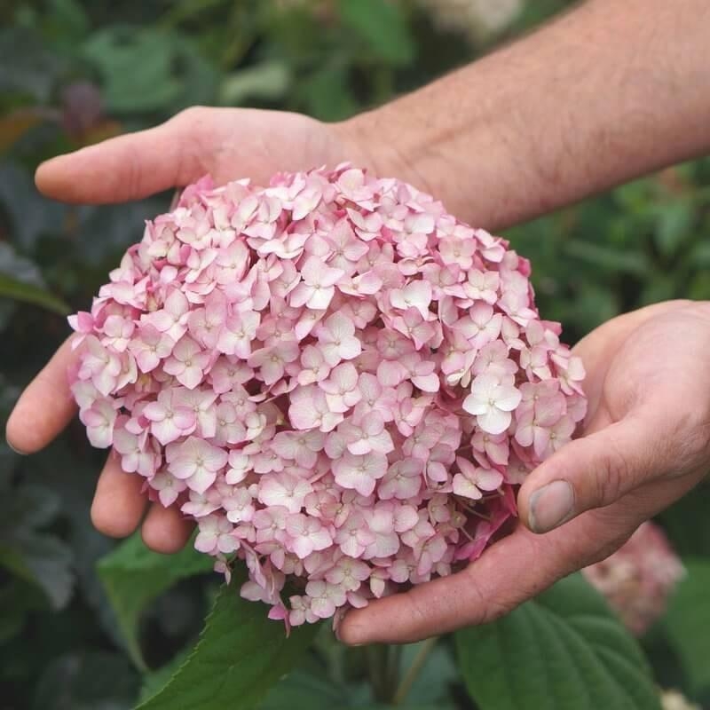 Hydrangea arborescens Candybelle® 'Bubblegum' - Hortensia arbustif compact