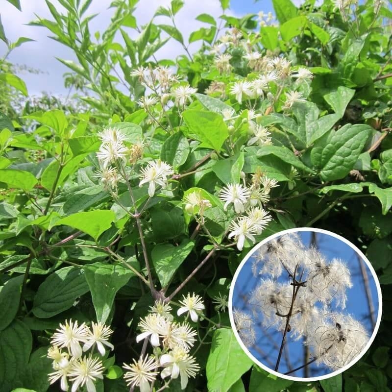 Clematis vitalba - Clématite des haies - Clématite vigne-blanche