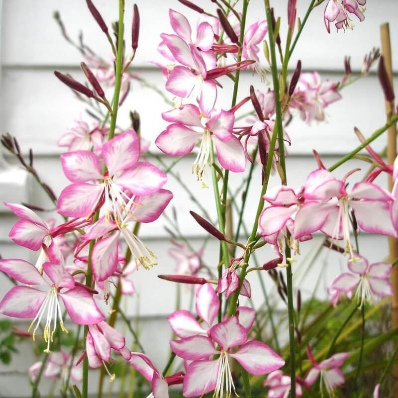 Gaura lindheimeri 'Rosy jane'® - Gaura bicolore