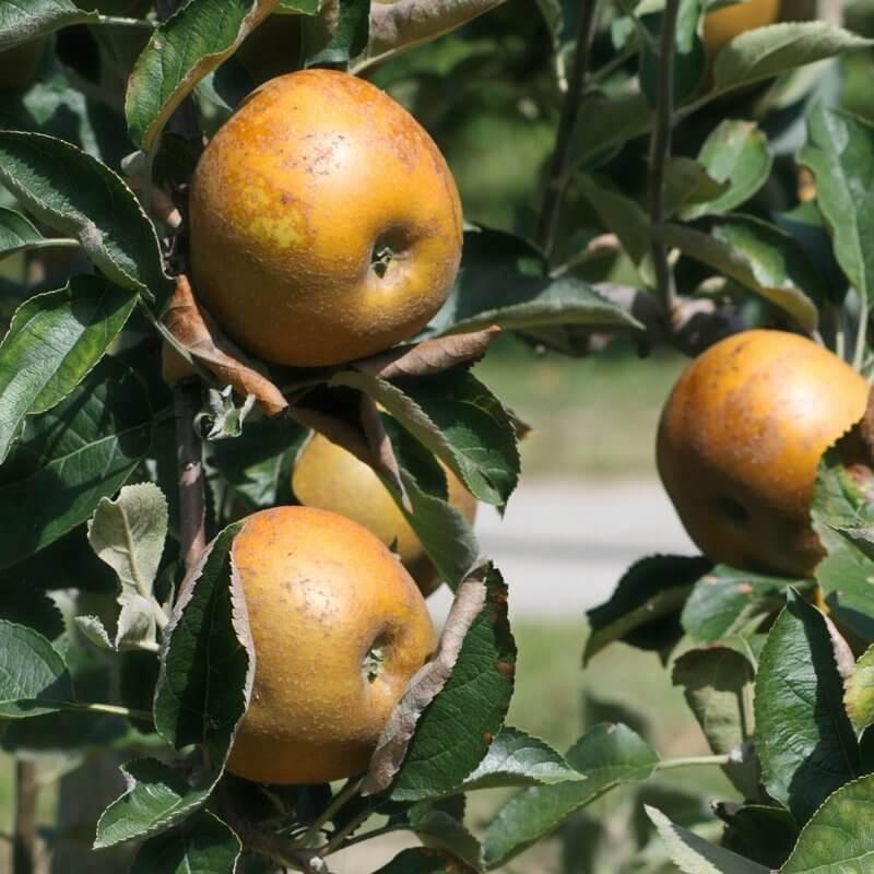 Pommier ancien 'Reinette dorée de Vitry' - Vente Malus communis à pommes tardives