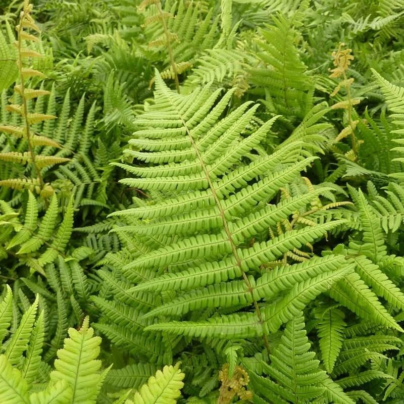 Dryopteris wallichiana 'Jurassic Gold' - Fougère à grandes frondes