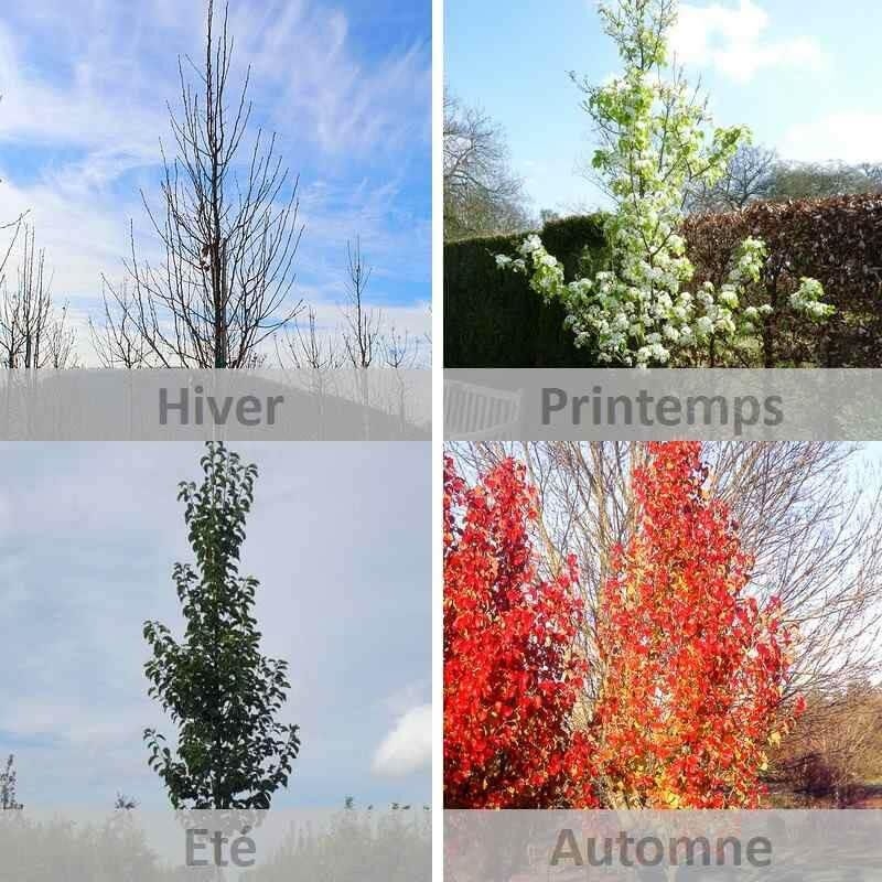 Pyrus calleryana 'Chanticleer' - Poirier d'ornement