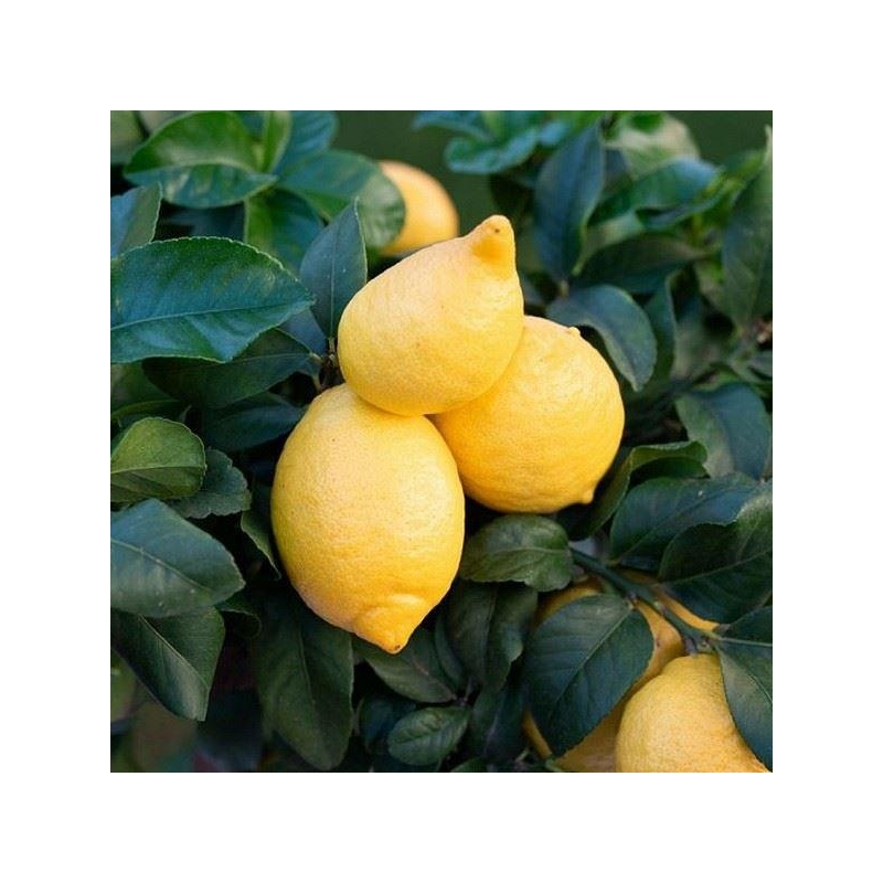 Citrus lemon 'Cappuccio' - Citronnier compact à citron prime sans pépins
