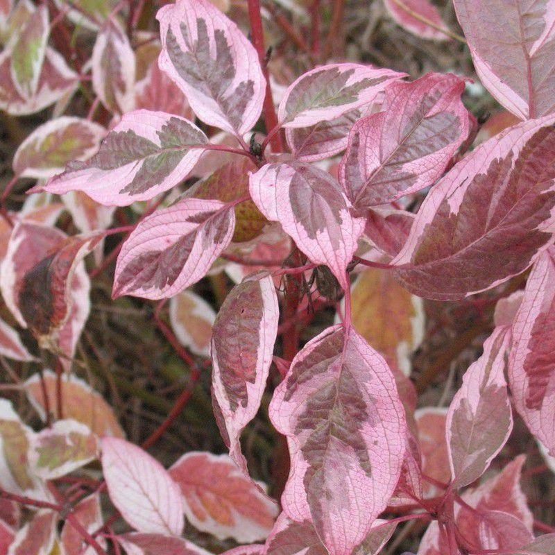 Cornus alba 'Sibirica Variegata' - Cornouiller panaché à bois rouge - Cornouiller blanc de Sibérie